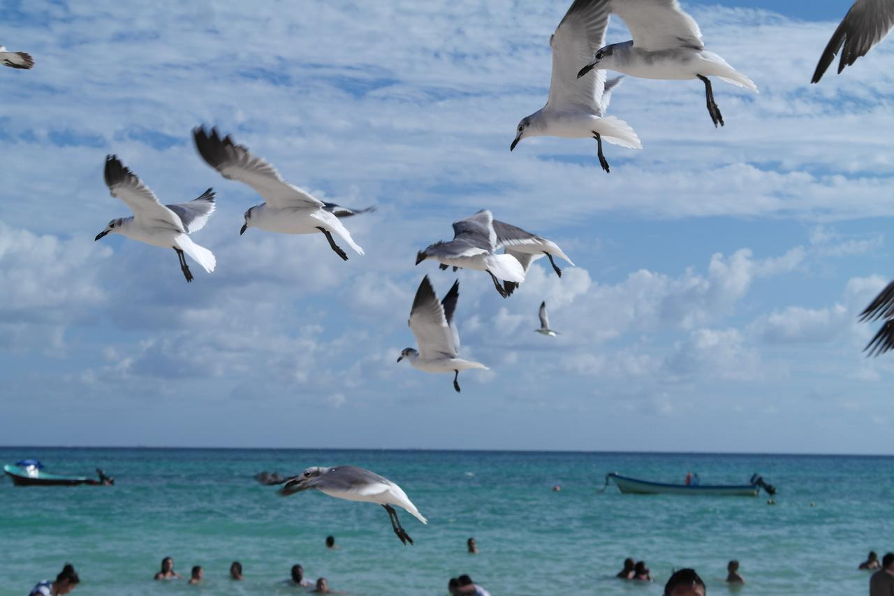 Casa Tucan Hotel Playa del Carmen Esterno foto